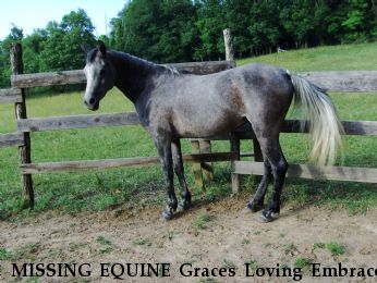 MISSING EQUINE Graces Loving Embrace, Near Pettigrew, AR, 72752